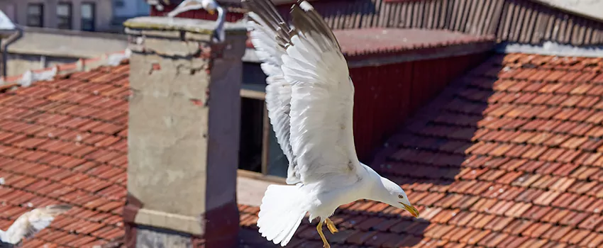Residential Chimney Animal Removal Solution in South Plainfield, NJ